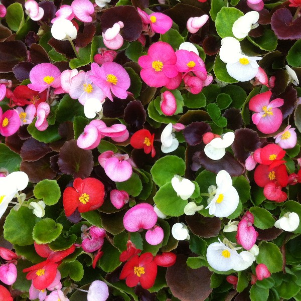 Begonia-Organdy-Mixed-Tray-of-350-Plug-Plants-35755-p.jpg