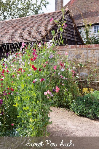 Sweet-Pea-Tunnel-c2.jpg