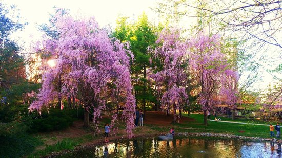 kariya-park.jpg