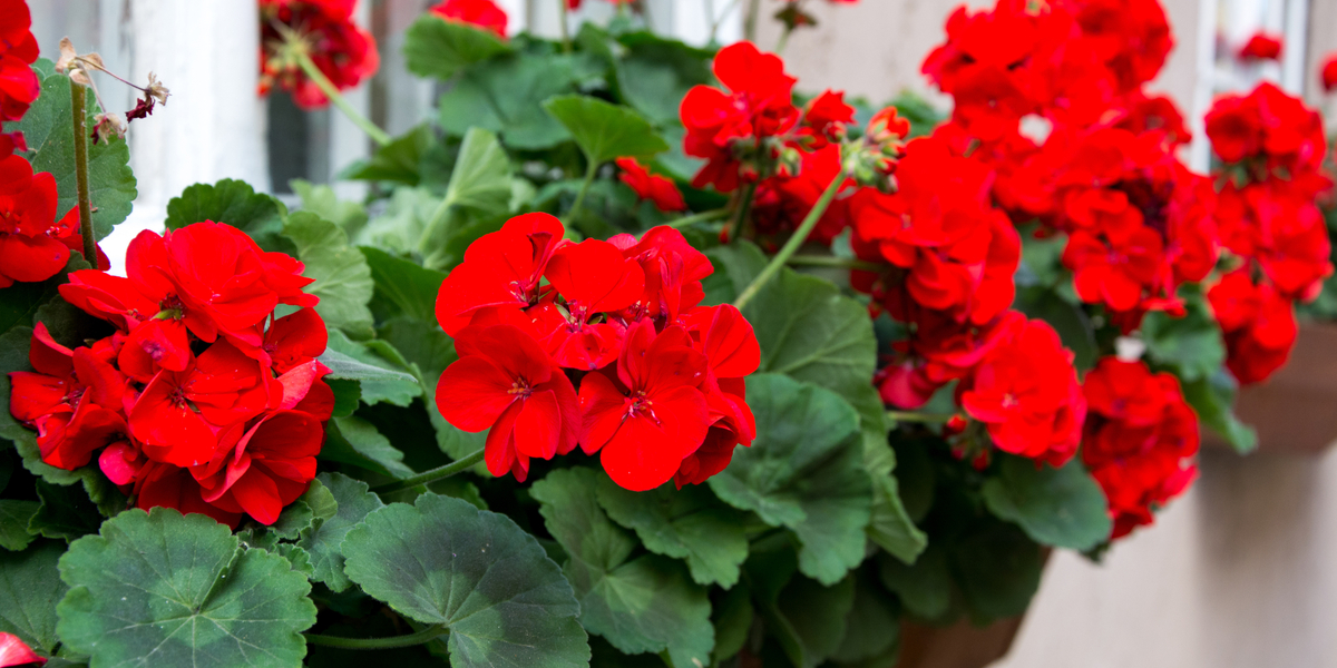 Geraniums-Growing.jpg